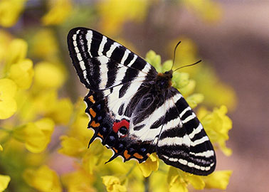 東京都八王子市産　ギフチョウ 東京都八王子市産 ギフチョウ 東京都八王子市産 ギフチョウ 2025年最新