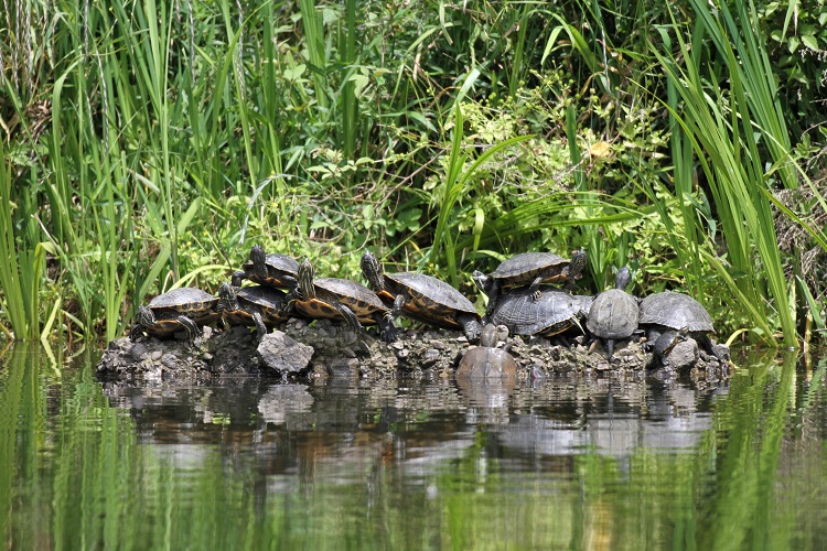 外来種のカメを捕獲 篠山城跡南堀のハス復活に向け 丹波新聞