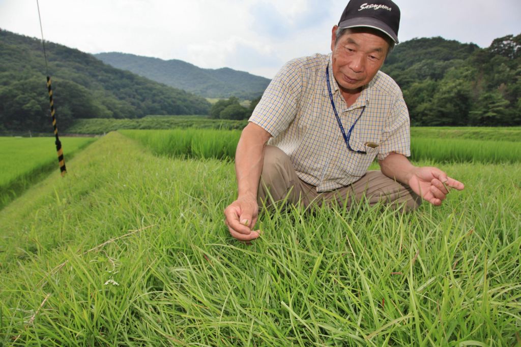 草刈依頼を請負います。 草刈り不要の畦づくりに挑戦 「センチピードグラス」 今田町黒石の小林