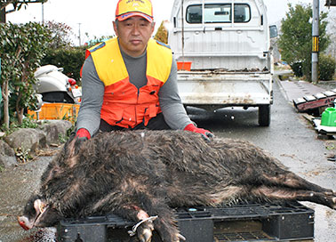 初の獲物は大物90キロ 手作りわなで 狩猟勉強中の山南・日原さん - 丹波新聞