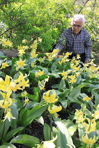 黄色の花開く カタクリ見頃 山南 荻野さん宅 丹波新聞