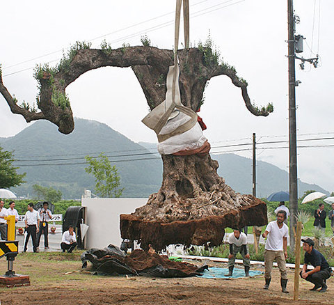 樹齢1000年巨大オリーブ スペインから輸入 山南のワコーパレット 丹波新聞