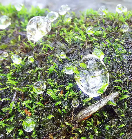 青垣で厳冬の珍現象 ガラス玉のような球状氷 丹波新聞