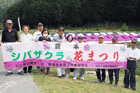 シバザクラ5000株見ごろ 西紀地区の倉本集落 丹波新聞