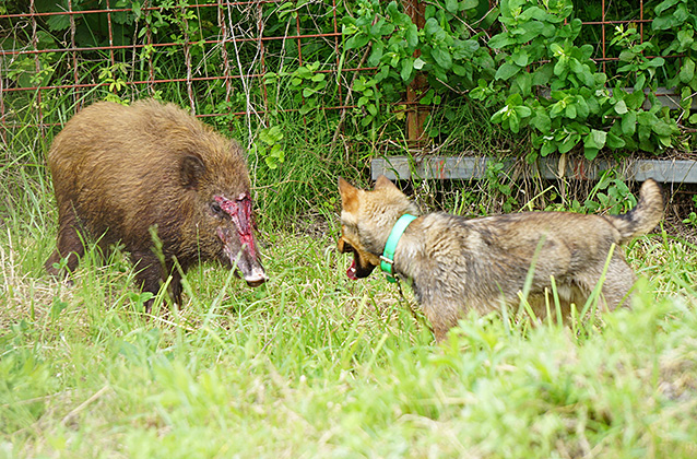 イノシシと猟犬１対１ 丹波猪犬訓練所で適性を見極め 丹波新聞