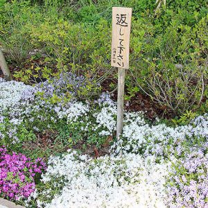 花壇のドウダンツツジ抜き取られる 返して 看板も 丹波新聞