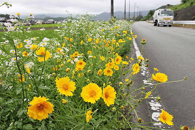 特定外来生物 指定 オオキンケイギク 駆除 を 篠山市が啓発 丹波新聞