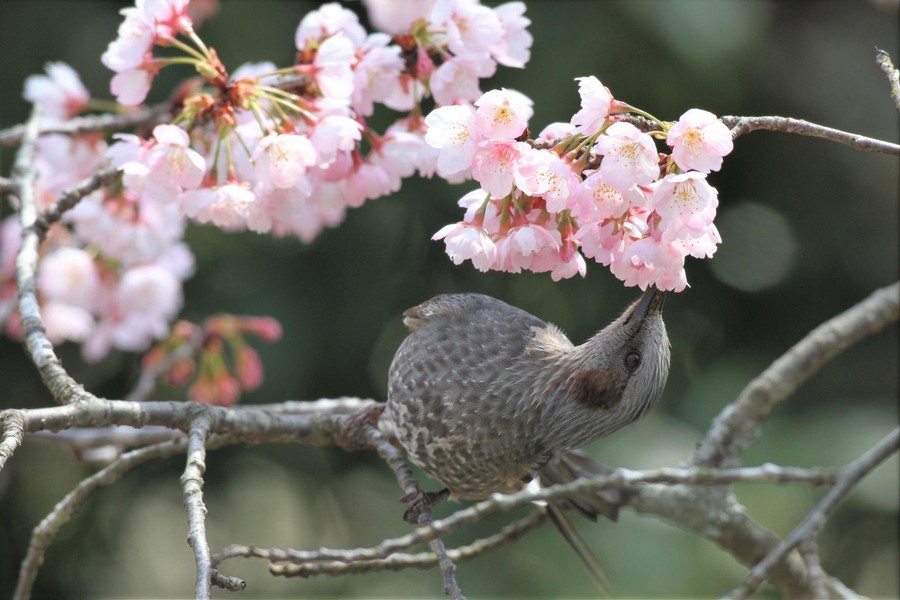 鳥も待ちわびた開花 おいしい春の味覚を満喫中 丹波新聞