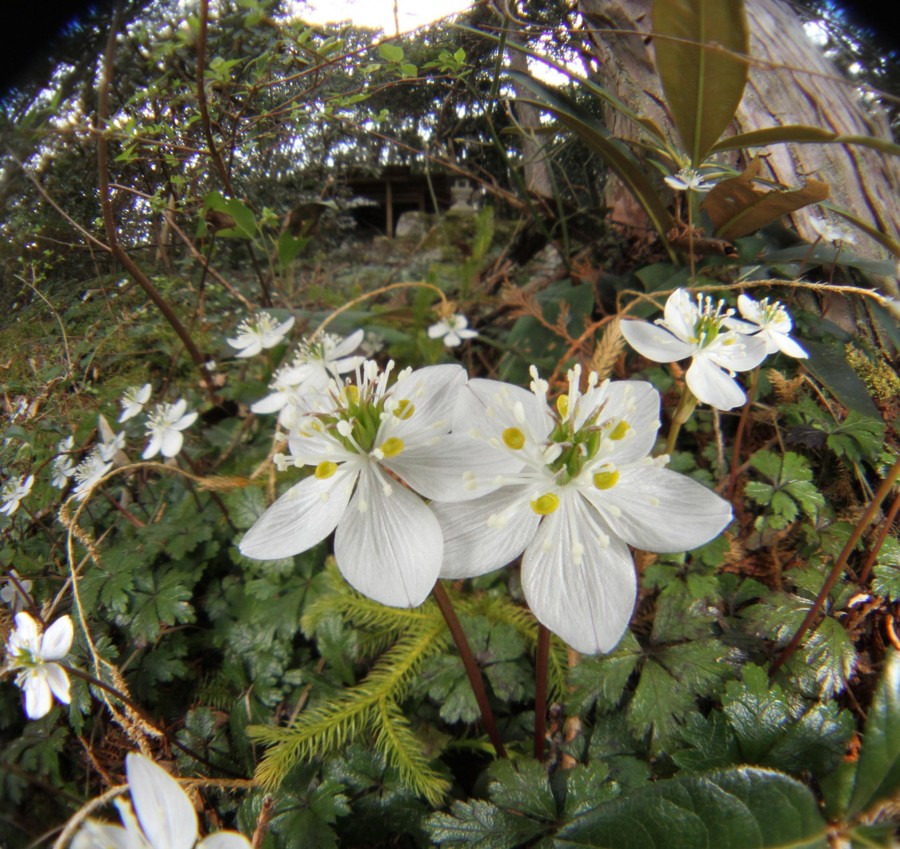 梅 みたいな春の花 可憐に見ごろ 寺や檀家に守られ 丹波新聞