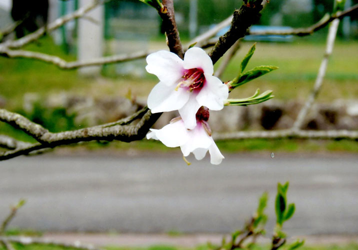 桜 ではありません 丹波新聞