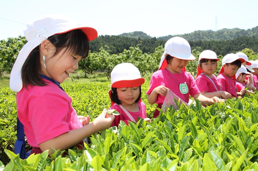一番茶 摘んだよ 茶どころの園児ら楽しむ 丹波新聞