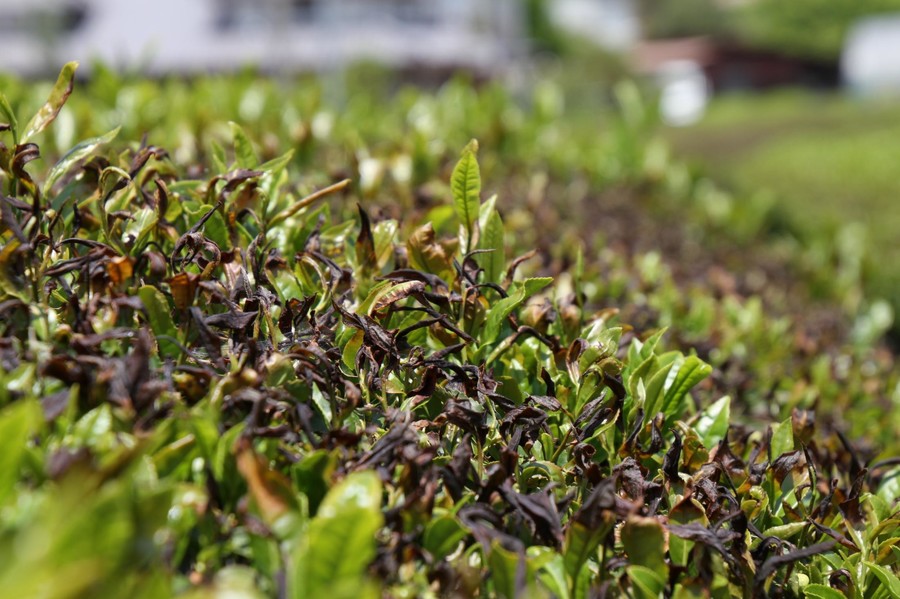 遅霜 で一番茶が大打撃 例年の3 4割減 ファン稼働せず 油断大敵 丹波新聞