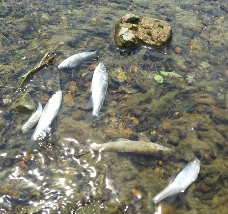 川魚が大量死 原因は プール掃除 塩素濃度高い水を排水 丹波新聞