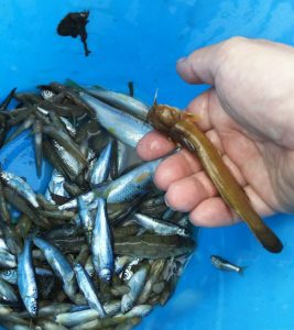 川魚が大量死、原因は「プール掃除」 塩素濃度高い水を排水  丹波新聞