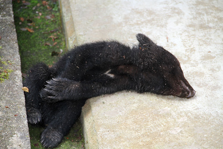 民家の軒先に子熊の死体 外傷なく 病死か 母熊近くに 警察が警戒 丹波新聞