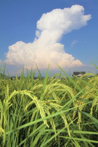 夏と秋のせめぎあい 入道雲と稲穂の競演 丹波新聞