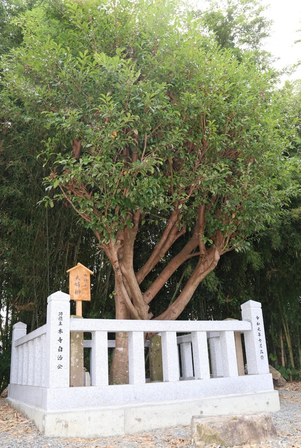 御神木の根元が夫婦みたい 住民ら 夫婦榊 と命名 光秀ゆかりの城跡で 丹波新聞