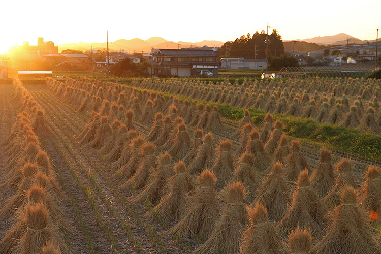 夕日に染まる わら の 整列 稲刈り後の田んぼで 農家ら山の芋栽培用などに 丹波新聞