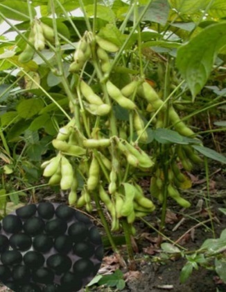 台湾に 丹波系 黒豆流通 法的問題なしも関係者モヤモヤ 通称 黒蜜丹波 品種改良し栽培 丹波新聞