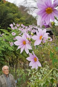 皇帝ダリア 誇らしく 台風も何のその 頂に薄紫色の大輪 丹波新聞