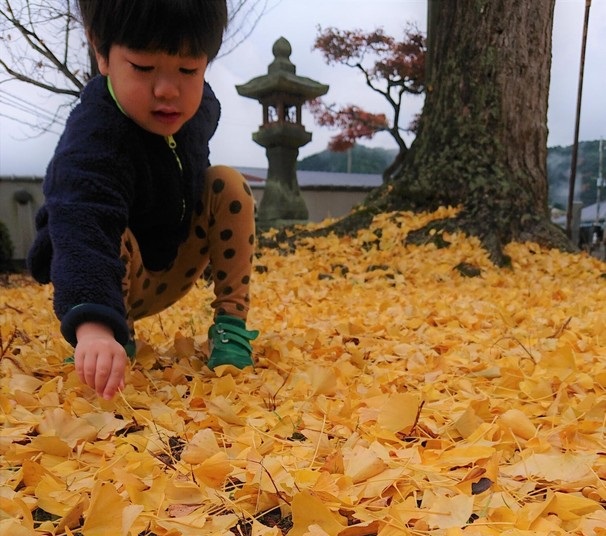 境内染める「原始」のイチョウ 一風変わった葉見つけられる？ 全国的に