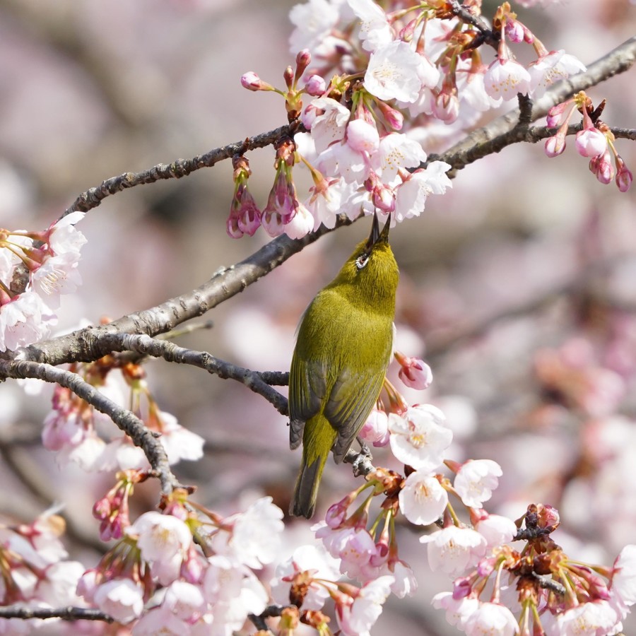 くちばしの先に 春 の味 寒桜に野鳥群がる ペロリ舌なめずりも 丹波新聞