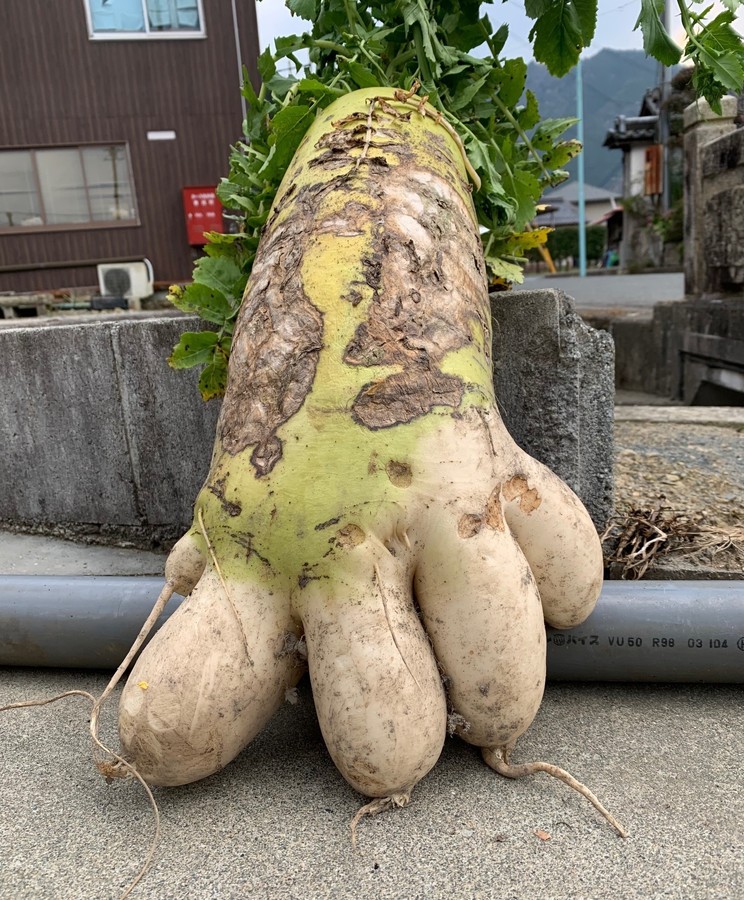 これぞまさに 足のような巨大大根収穫 たくましい 丹波新聞