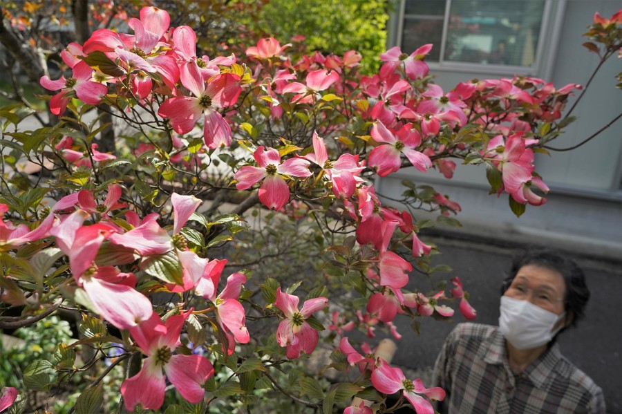 10年ぶりに大輪の花 濃いピンクのハナミズキ 沈んだ気持ち和ませようと 丹波新聞