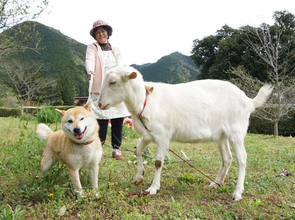 柴犬とヤギの仲良しコンビ 柵越しに チュッ も 丹波新聞