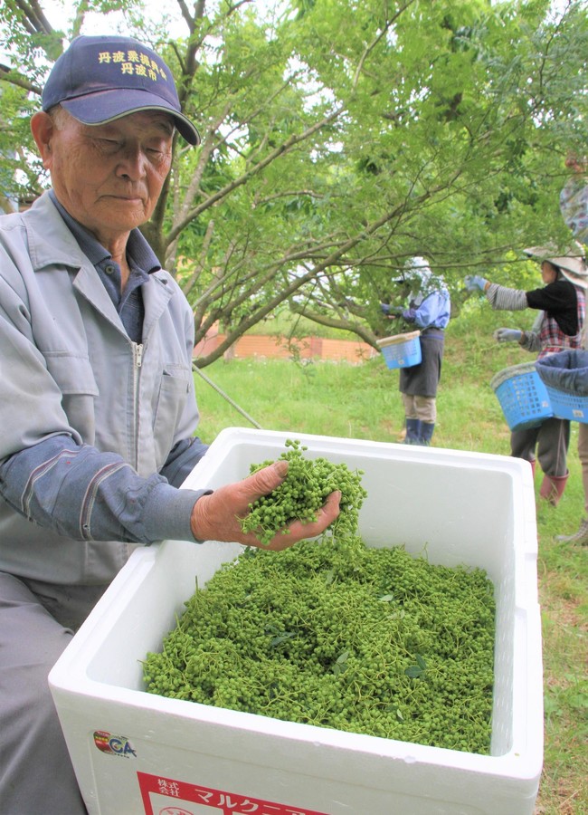 実山椒 の収穫最盛期 緑色の粒にゆるむ頬 ようなっとる 丹波新聞