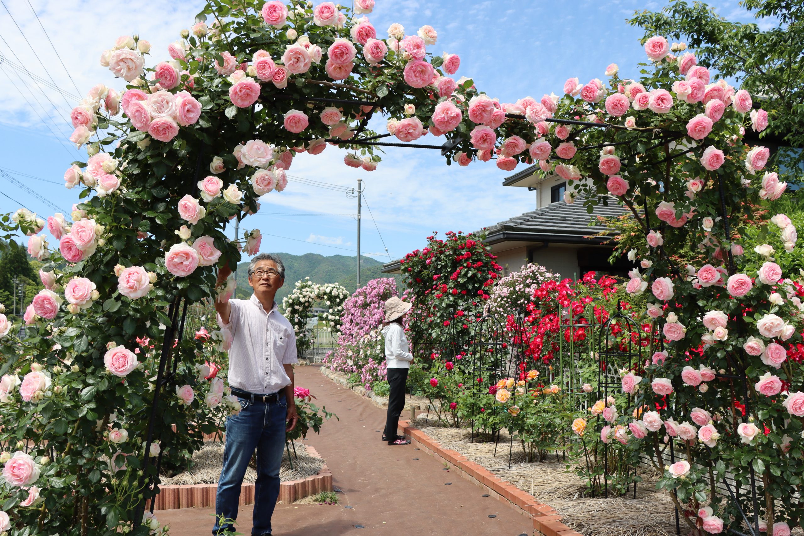 夫婦丹精のバラ 100種250株満開 栽培のため移住 地域溶け込むきっかけにも 丹波新聞