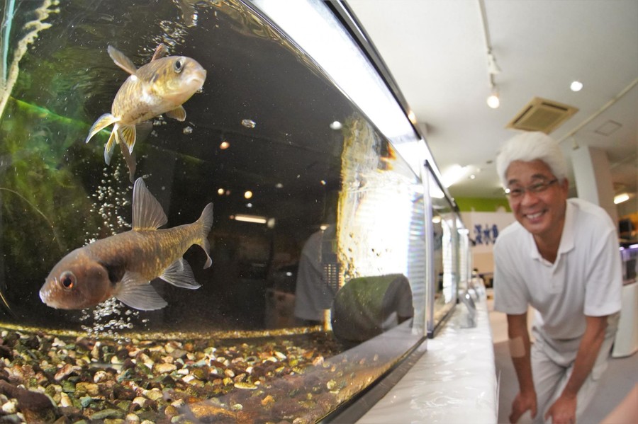 悠々と泳ぐ淡水魚展示 15種の絶滅危惧種も間近に 多彩な生き物 大切に 丹波新聞