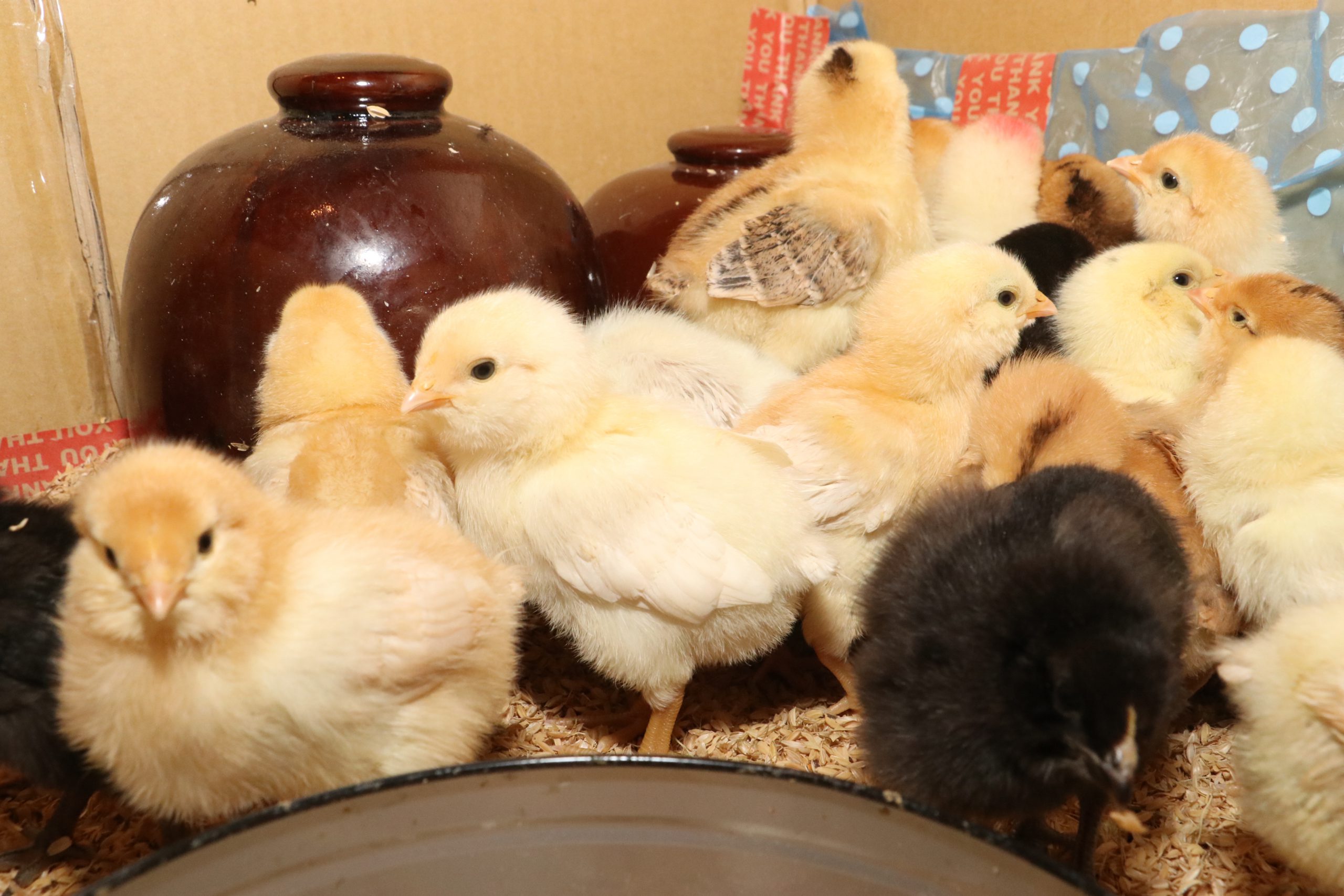 どんなの 幸せの青い卵 チリ原産の鶏 アローカナ 8家族が飼育始める 丹波新聞