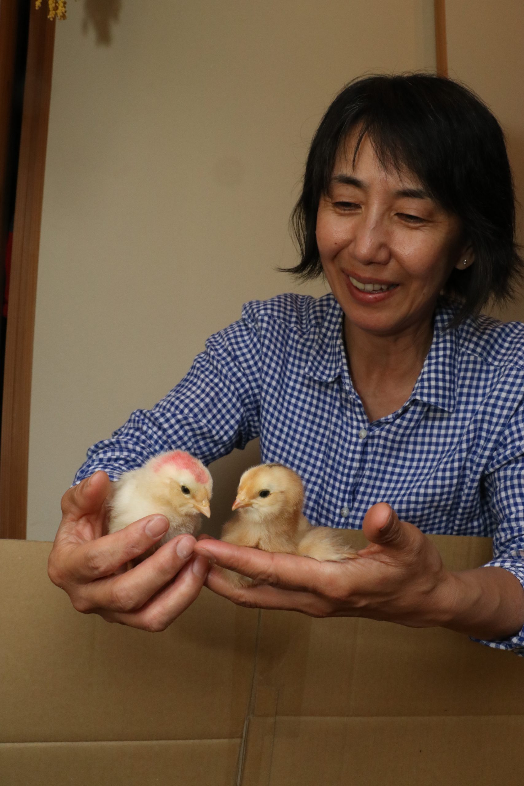 どんなの 幸せの青い卵 チリ原産の鶏 アローカナ 8家族が飼育始める 丹波新聞