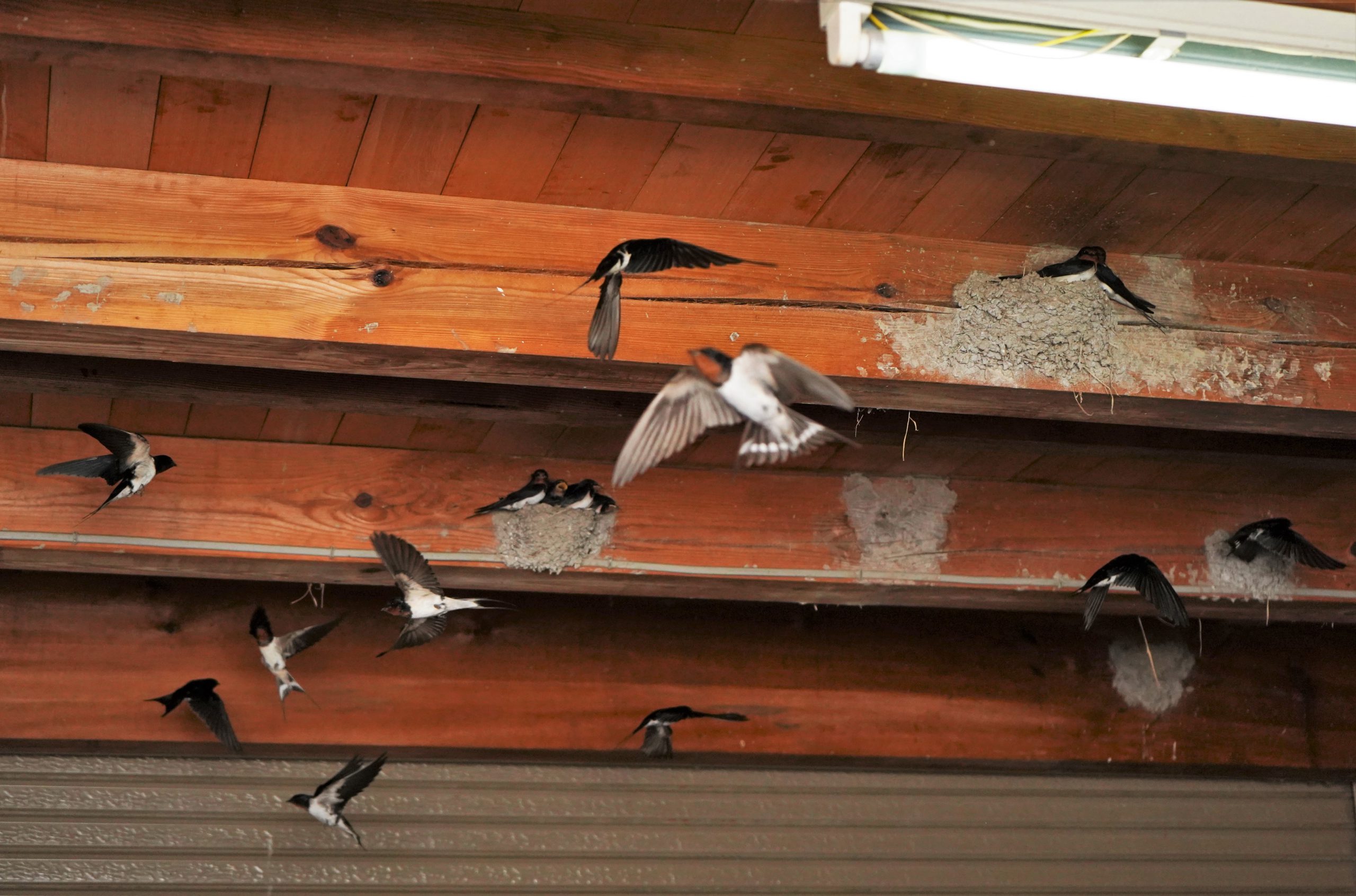 車庫はツバメで 満員御礼 巣個 鳥たちが乱舞 動物好きで 開放 丹波新聞