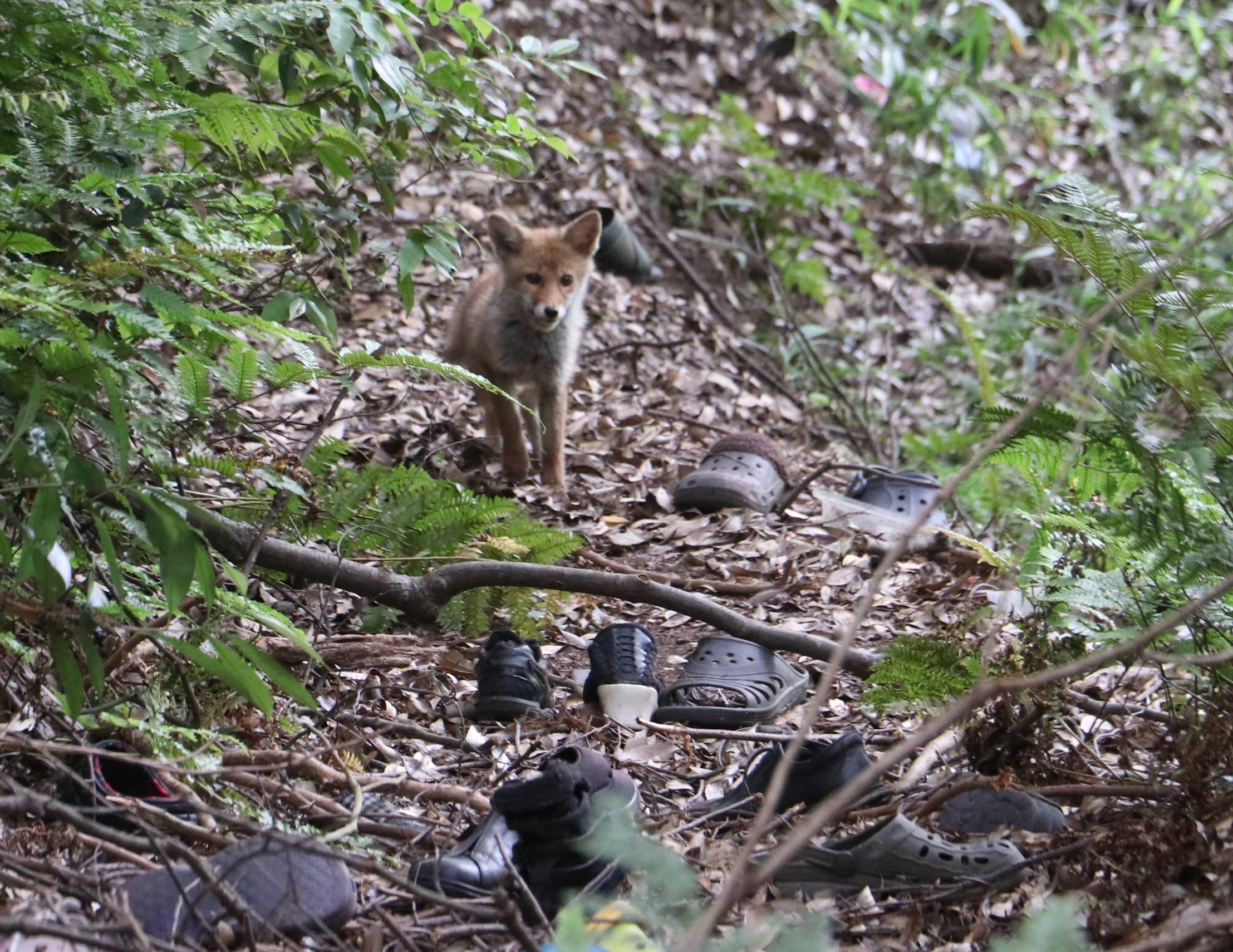 山中に散乱する靴の謎 犯人はあの動物 今年も被害拡大 キツネ泥棒 ねぐらに0足以上散乱 一味 を激写 丹波新聞