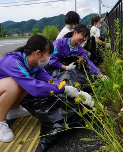 きれいな花だけど 特定外来オオキンケイギク 中学生が駆除作業に励む 丹波新聞