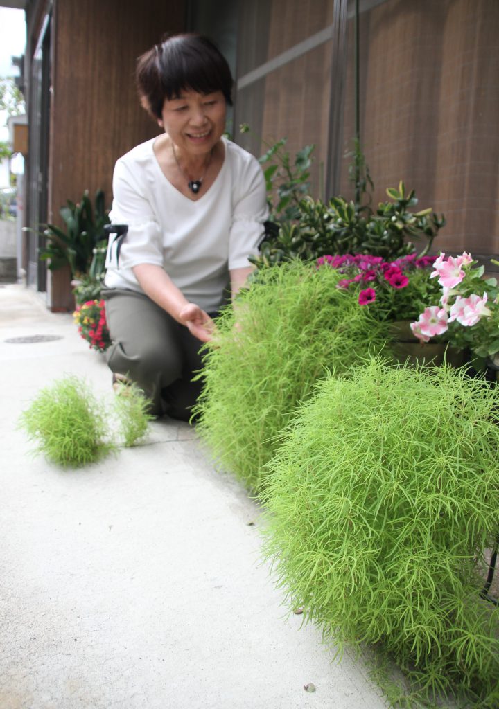 愛らしくも ど根性 こんもりと 地面の割れ目から ホウキ草 近所の話題に 丹波新聞