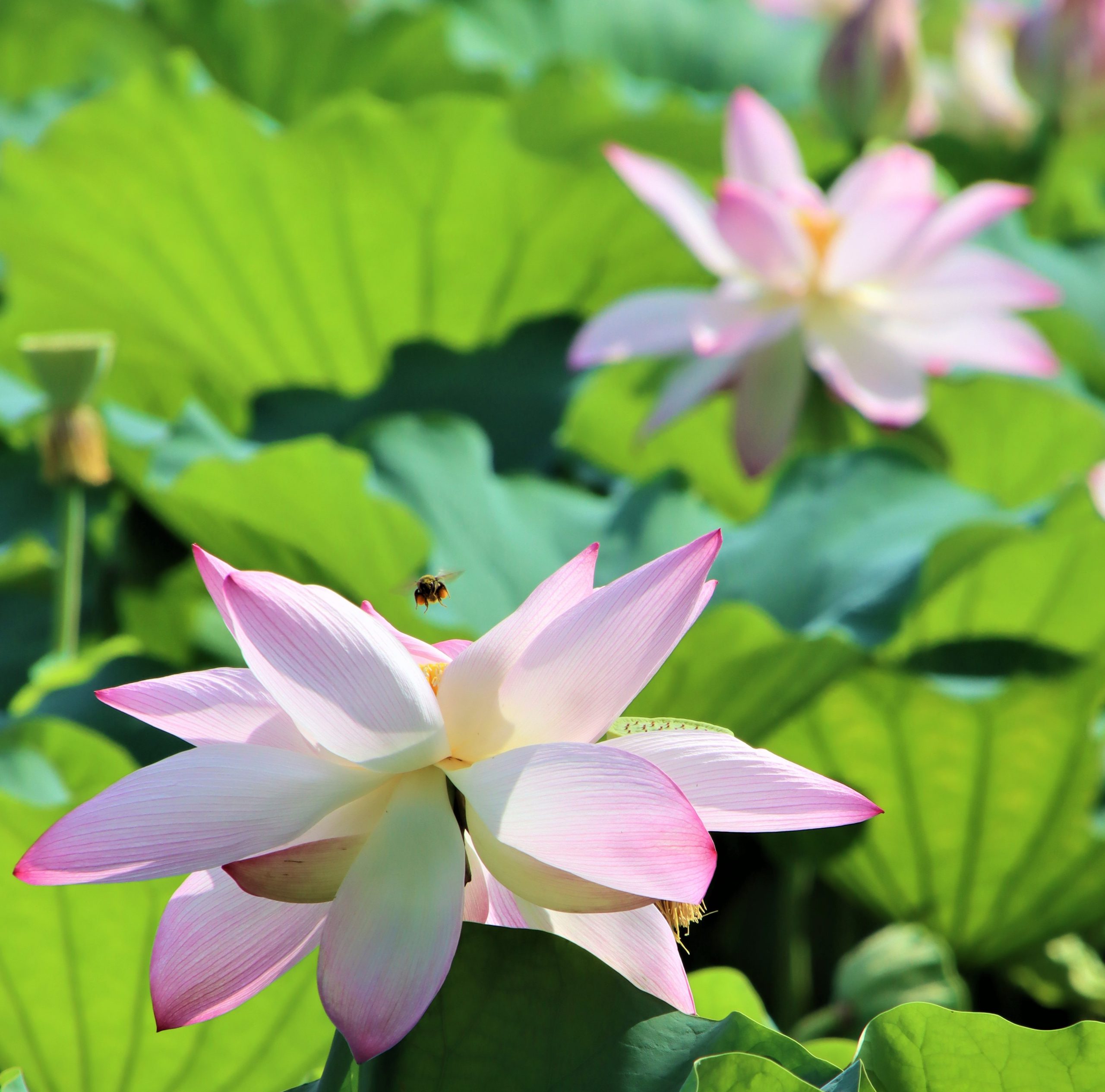 仕事 の現場はハス 復活の大輪 に飛び交うハチ せっせと花粉集め 丹波新聞