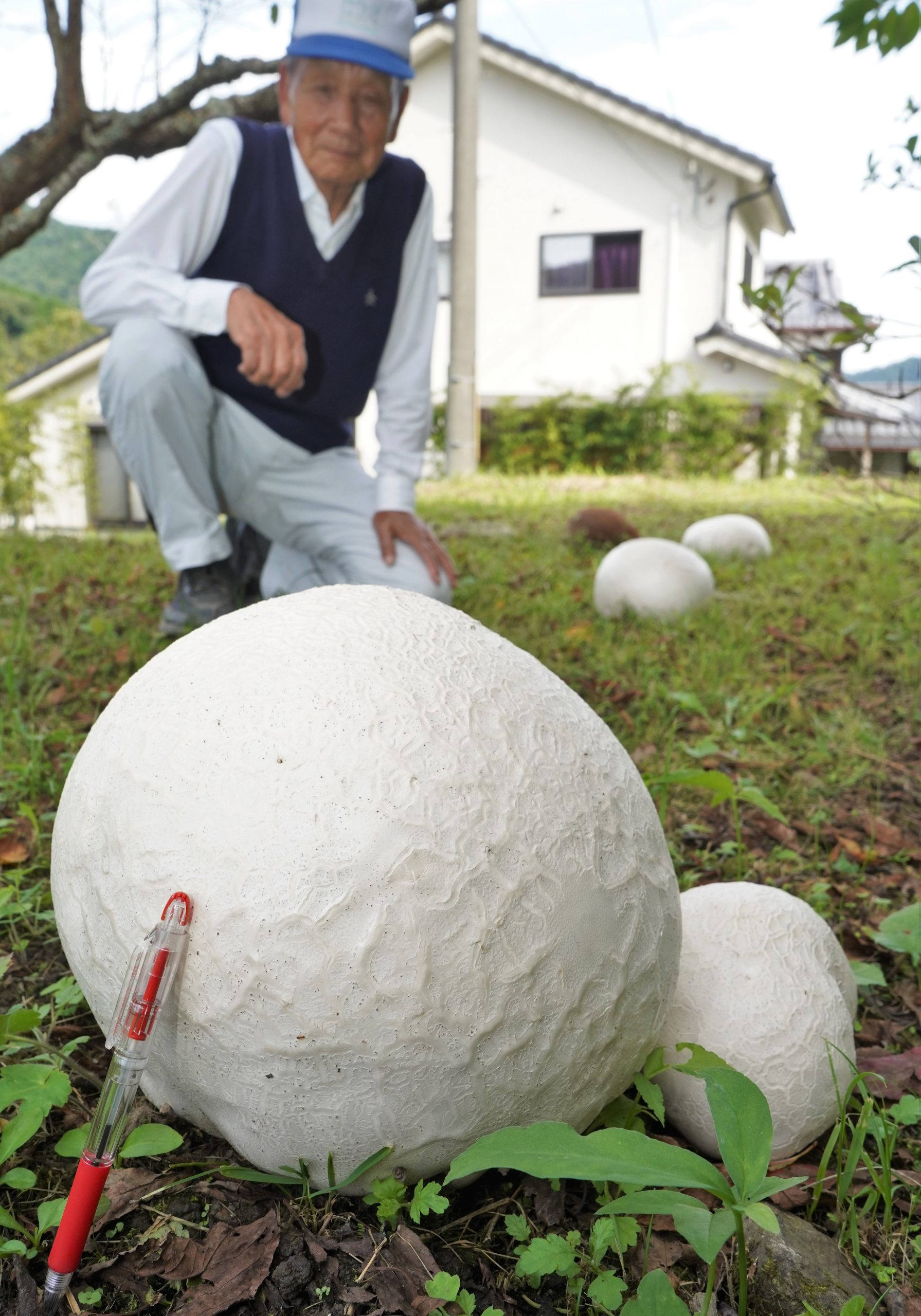 お月様降ってきた 真っ白な球体キノコ オニフスベ 出現 10日で急激に成長 丹波新聞