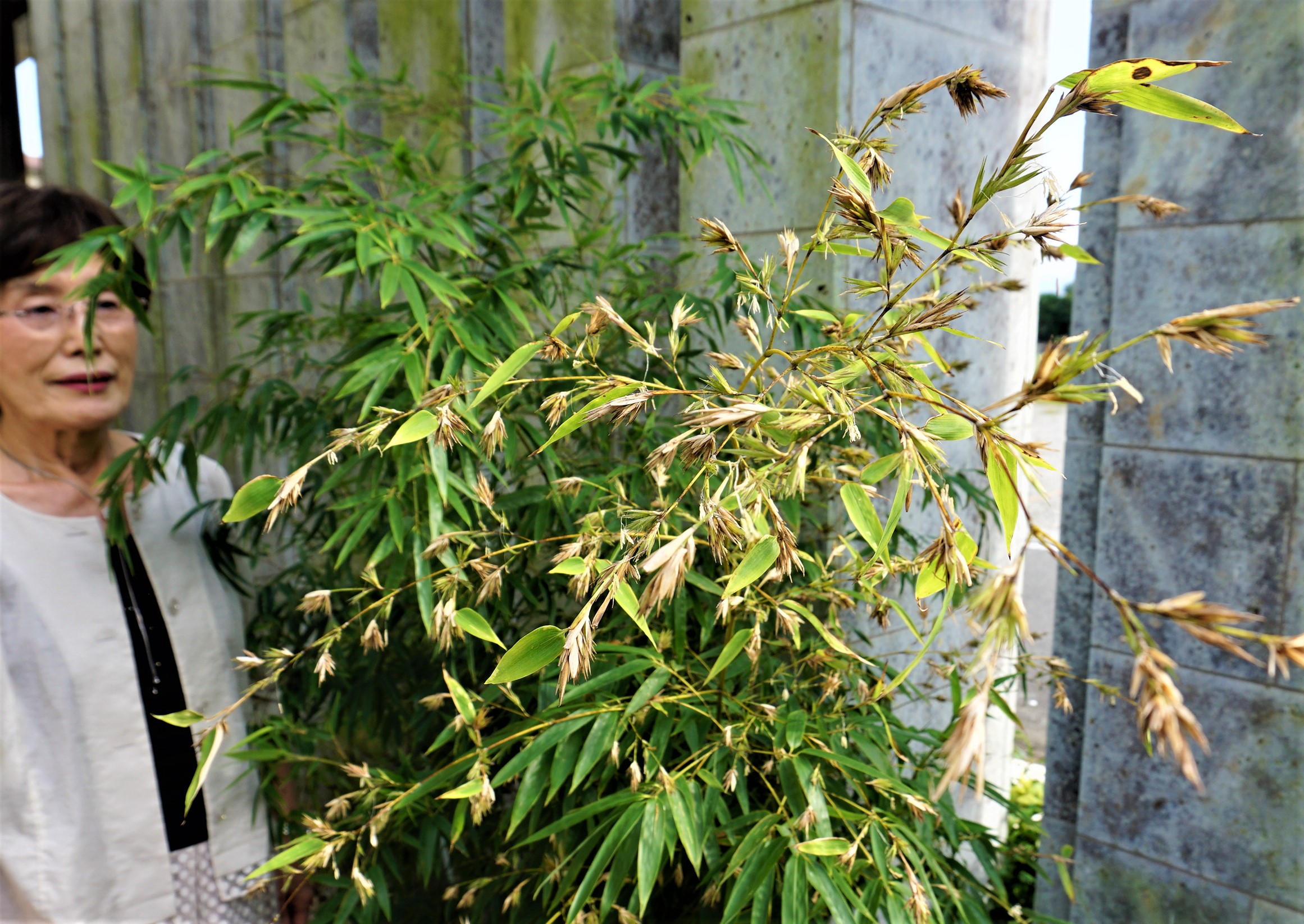 ほうきみたい 植えて11年の黒竹が開花 思わず写真に 丹波新聞