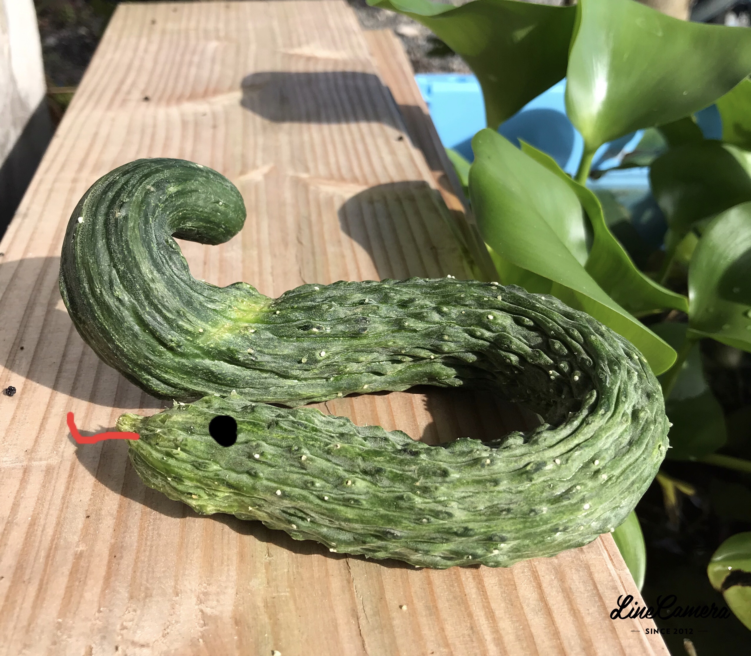 大蛇 クネクネ曲がったキュウリ 遊び心で目と舌をプラス 丹波新聞