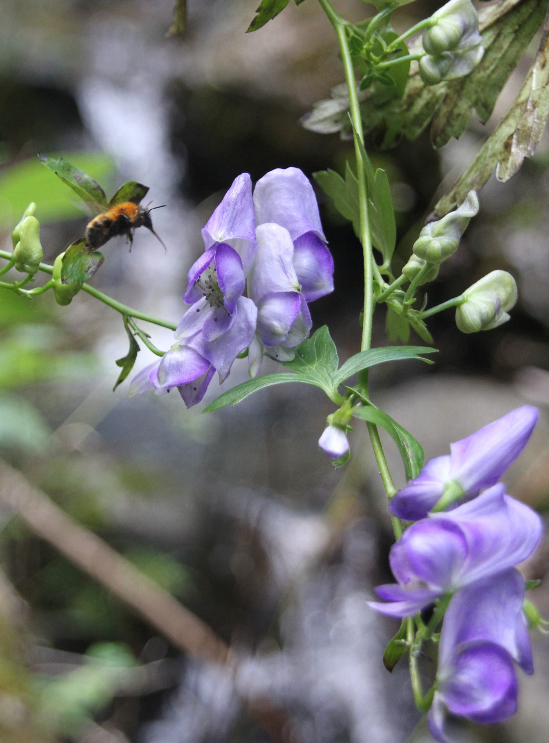 猛毒トリカブトの 蜜 平気 花期迎え集まるハチ 受粉に役立つ お得意さん は大丈夫 丹波新聞