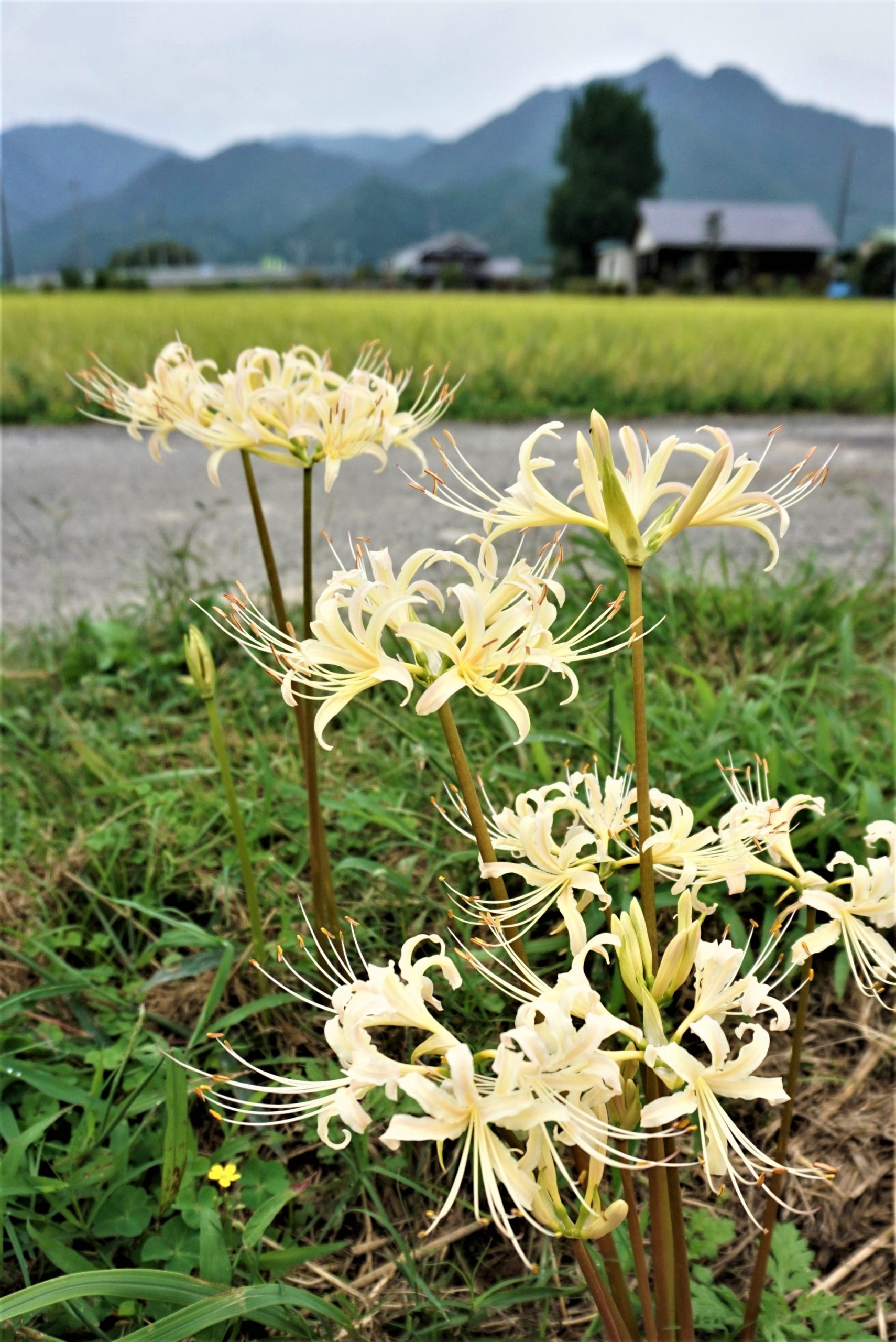 すっくと白バージョン シロバナマンジュシャゲ咲く 赤に混じって清涼感演出 丹波新聞