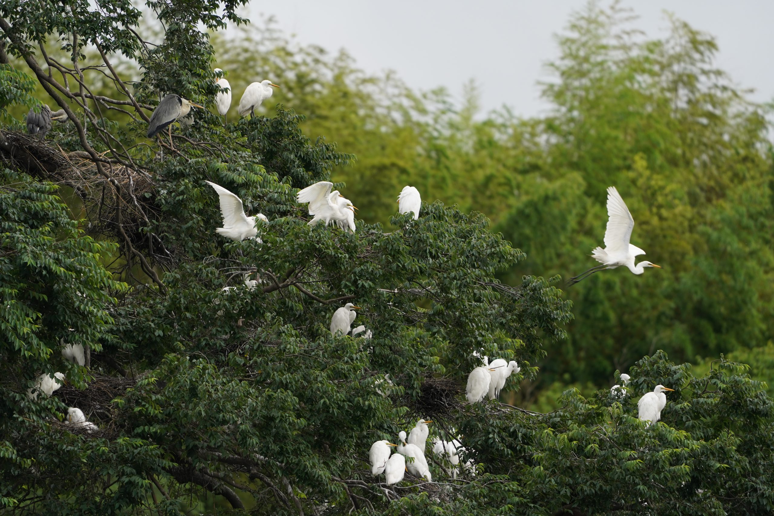 サギの大規模コロニー 頭抱える地元住民 100羽以上が木に鈴なり ふん害や鳴き声すさまじく 丹波新聞