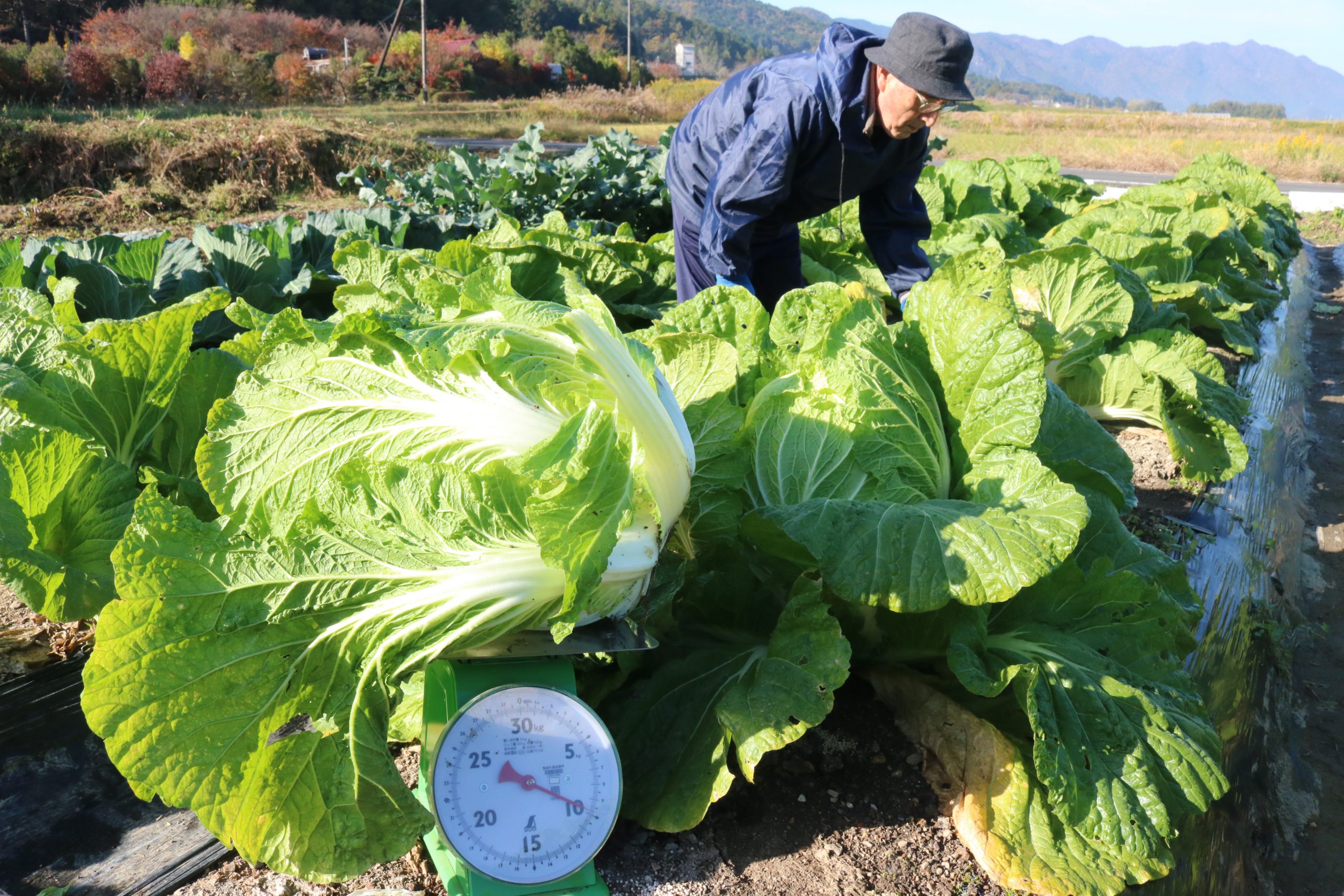 畑に ヘビー級 ごろごろ いつもの3倍 ジャンボ白菜 おすそ分けも持ち運び大変 丹波新聞