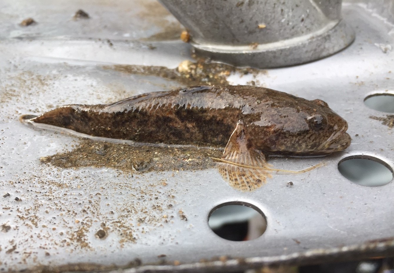この魚 何て呼んでる 水路で カジカ 発見 ウチは ケンケツ です 丹波新聞