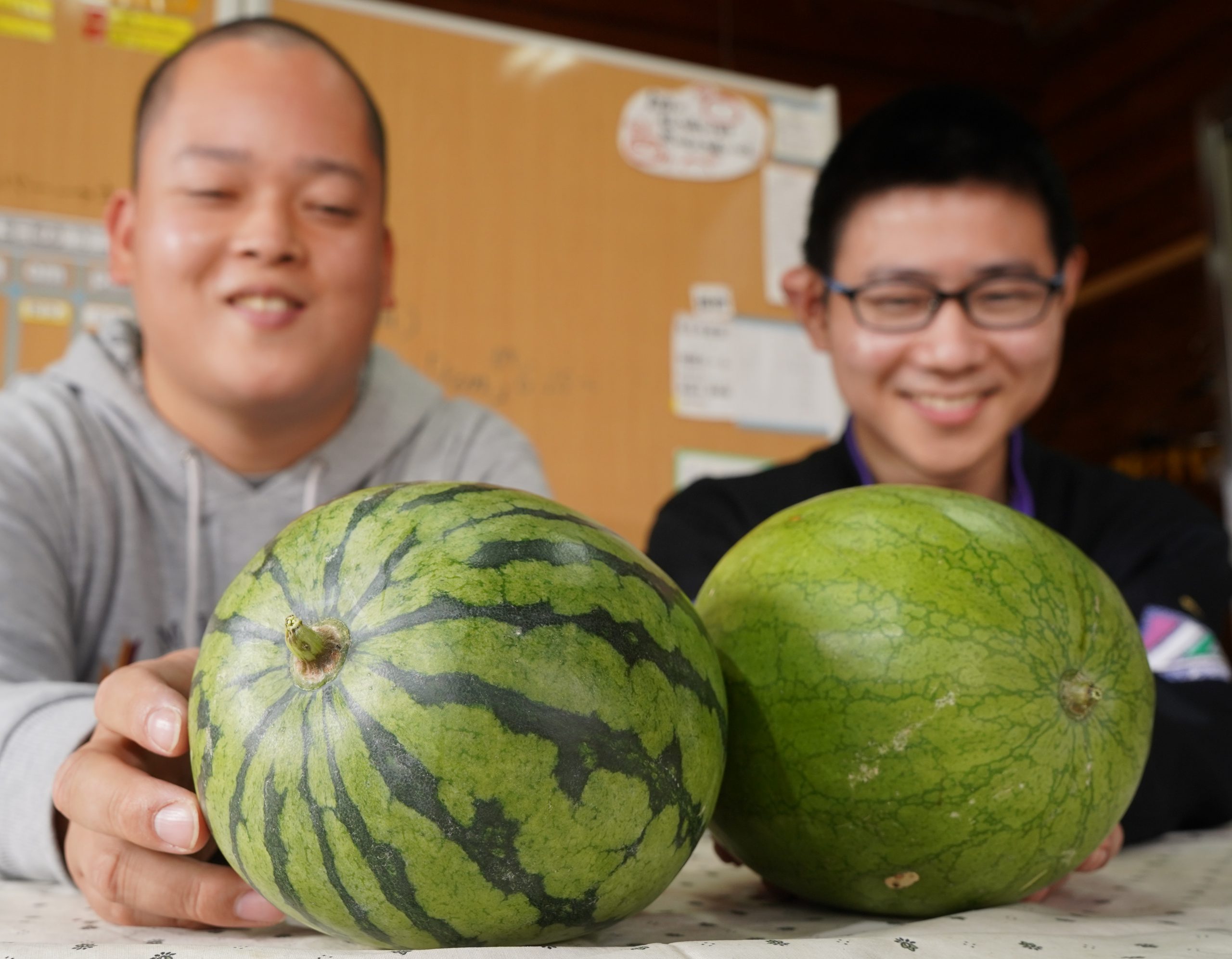 奇跡 晩秋に夏の味覚 スイカ2玉収穫にびっくり 丹波新聞