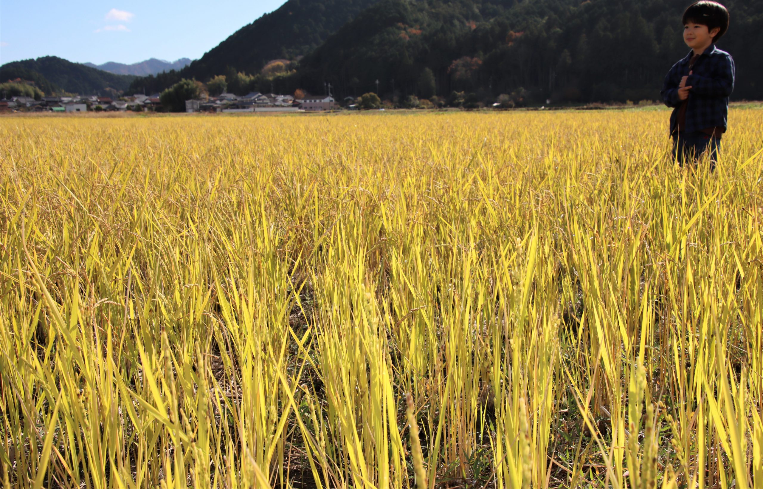 金色の野 再び 刈り取り後の田で稲再生 温暖な秋で色づき 丹波新聞