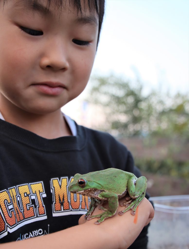 起こしてごめんね 土の中からモリアオガエル ひと時のふれあい楽しむ 丹波新聞